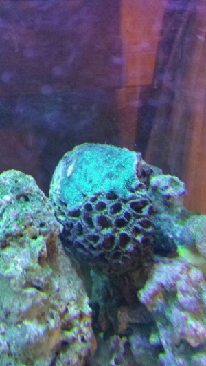 More coral