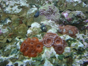 acans, maze