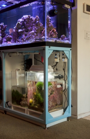 A close-up of the two-refugium chambers. I may turn the one on the left into a small frag tank.