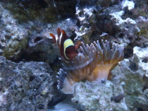 started with one anemone now have four