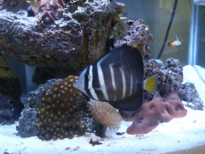 75 gal
