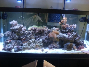 75 gal
