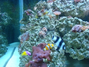 gramma, o clown, 4 stripe