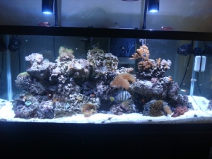 75 gal full tank shot