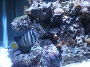 sailfin, maroon