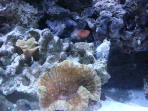 maxi mini, blenny