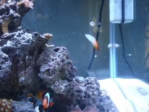 tomato,firefish