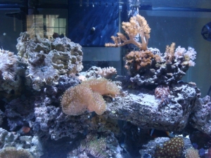 75 gal