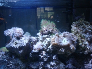 75 gal