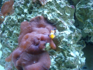 baby o clown