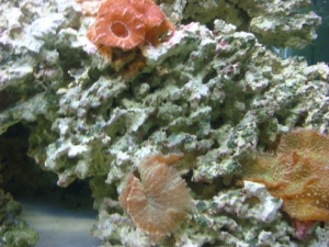 mushrooms, orange acan