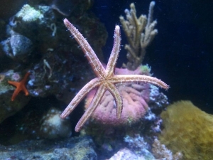 Purple 6 arm Linckia