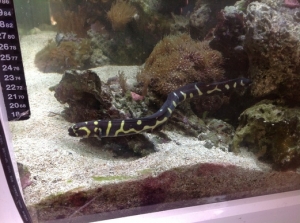Engineer gobi, never comes out, he is now two years old, and has spent last few days hurling himself around the tank, I have two in my tank, the tank is 400ltrs