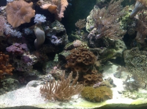 Section of tank