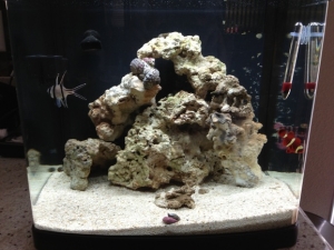 Bangaii Cardinal just joined the family! Along with a 1 bigger live rock piece.