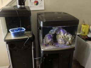 Couldnt help it! added another 8lbs of live rock and 10lbs of live sand along with the move.