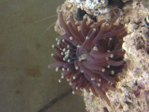 New torch coral from saltwaterfish.com! Doing good already! Only been in for about 2 hours!