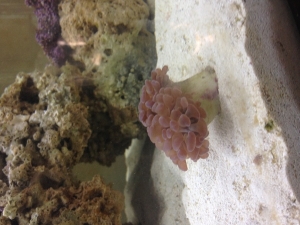 Torch coral, came in today from saltwaterfish.com. Seems to be loving its new home!