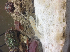 Diamond goby :)