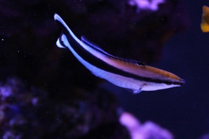 Common Cleaner Wrasse