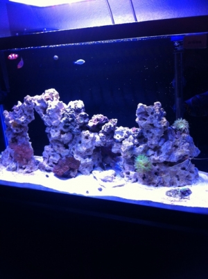29 gallon progress