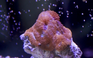 Aquarium 0630