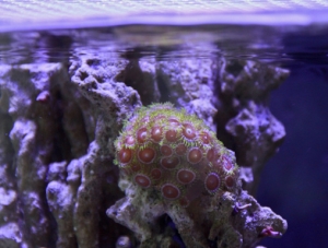 Aquarium 0631