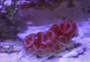 Aquarium 0635