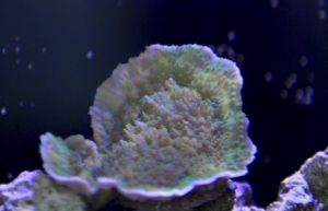 Aquarium 0652