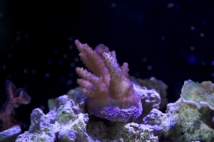 Aquarium 0663