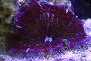 Aquarium 0671