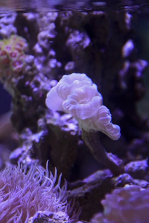 Aquarium 0687