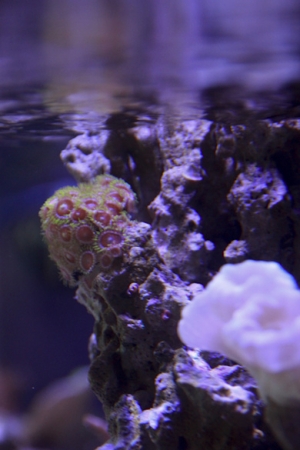 Aquarium 0688