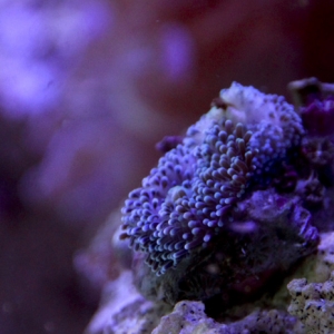 Aquarium 0696