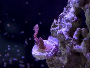 Aquarium 0700