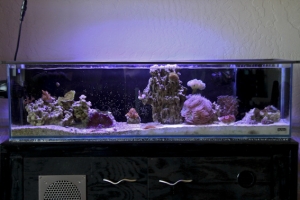 Aquarium 0709