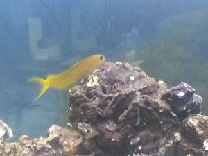 So far my favorite fish.  Lyretail blenny