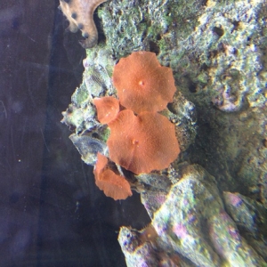Red mushrooms