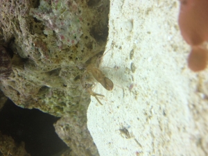 Pistol shrimp