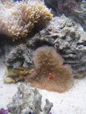 My BTA and Magnifica