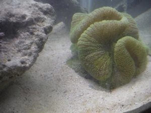 Carpet Anem Just in the tank