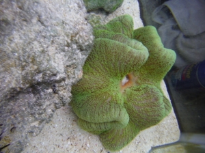 Carpet Anemone