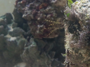 One of my mantis Shrimp peeking out