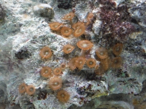 polyps!