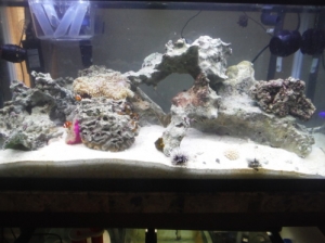 The tank prior to my carpet