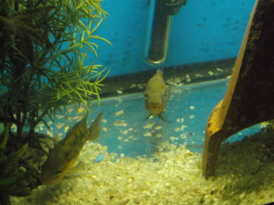 Rainbow Cichlids with Fry