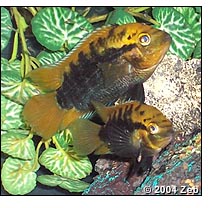 aPair of Rainbow Cichlids