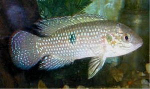 BlueJewellCichlid