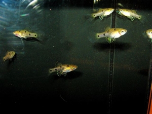 4 Spot livebearer