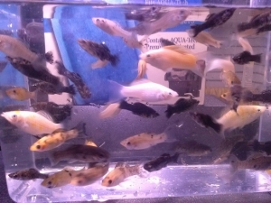 25 Mollies